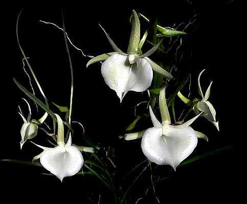 Angraecum scottii